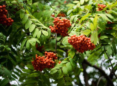 Yaz Olgun kırmızı meyveler Rowan Ağacı