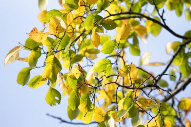 yakın çekim manzara sonbahar sarı ve yeşil yaprak