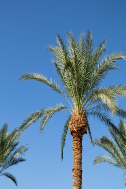 gökyüzü arka plan üzerinde palmiye ağaçlarının yaprakları