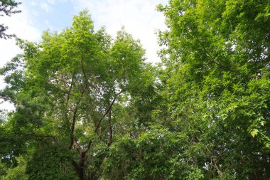 yeşil bir ağaç yaprak aşağıdan gökyüzüne