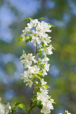 elma ağacı çiçek Peyzaj doğal