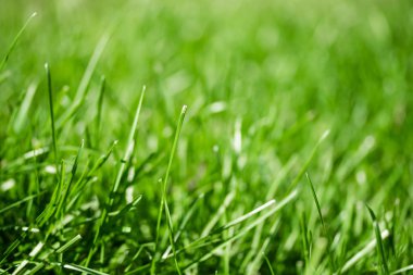 bulanık bokeh arka planı yeşil çimen