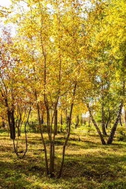 ağaç görünümünü aşağıdan gökyüzüne sonbahar manzara bırakır