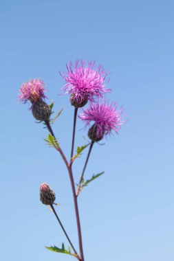 Serratula coronata. Mavi gökyüzü arka plan. Seçici odak, sosyal ağ kavramı.