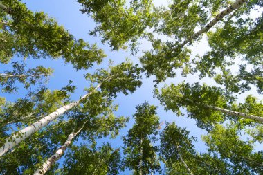orman manzaralı aşağıdan gökyüzüne huş ağacı
