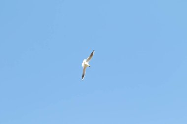 kuşlar martılar mavi gökyüzü ve beyaz bulutlar gün