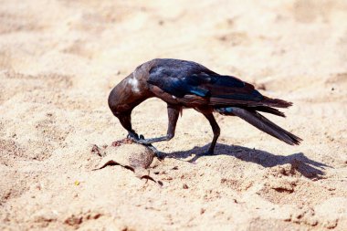 karga yiyecek bulmak kum plaj