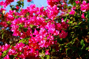 Begonvil parlak çiçek peyzaj