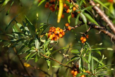 Olgun deniz cehri çilek ağacı üzerinde
