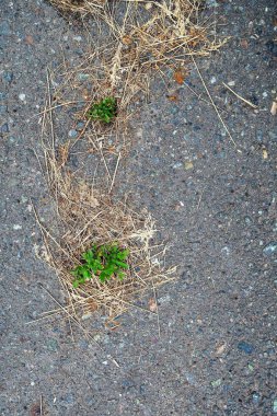 Asfalt zemin üzerine sarı çim