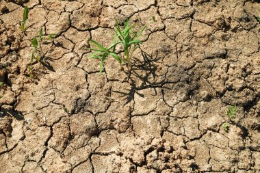 kuraklık çatlaklar kil toprak
