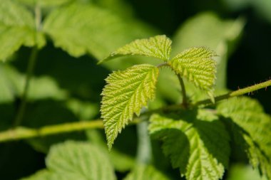 portre genç yeşil ahududu yaprakları