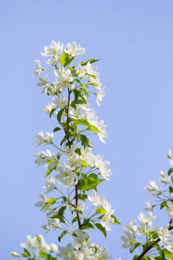 elma ağacı çiçek Peyzaj doğal