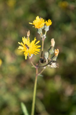 sarı çiçek alan karahindiba