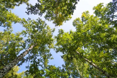 orman manzaralı aşağıdan gökyüzüne huş ağacı