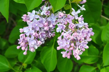 bir ağaç üzerinde parlak Lila çiçek