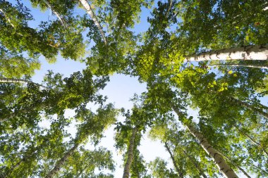 orman manzaralı aşağıdan gökyüzüne huş ağacı