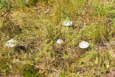 mantar orman doğa, manzara