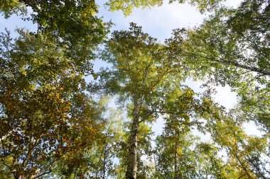 huş ağacı orman manzaralı gökyüzüne Sonbahar Doğa