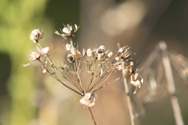 Kuru maydanoz çiçekler doğaya