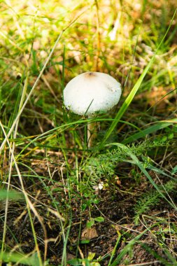 mantar orman doğa, manzara