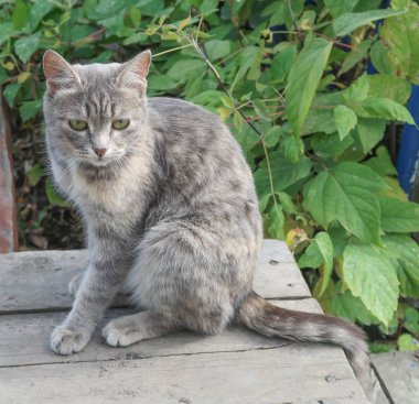 şirin kedi açık havada doğa