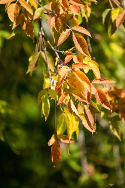 beyaz vahşi küçük meyveler üzerinde kırmızı elmalar