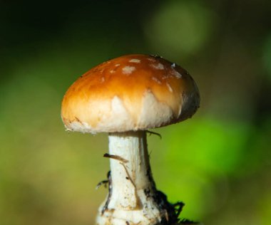 Ormana yakın çekim içinde mantar