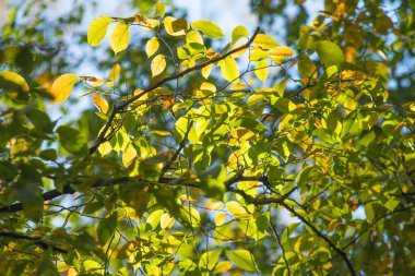 yakın çekim manzara sonbahar sarı ve yeşil yaprak
