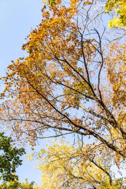 ağaç görünümünü aşağıdan gökyüzüne sonbahar manzara bırakır