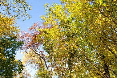 ağaç görünümünü aşağıdan gökyüzüne sonbahar manzara bırakır