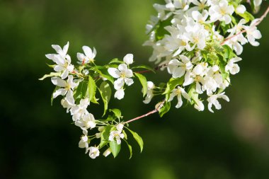 elma ağacı çiçek Peyzaj doğal