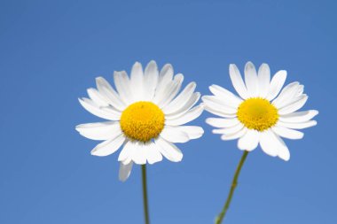 Mavi gökyüzü arka plan üzerinde beyaz papatya çiçek. Seçici odak, sosyal ağ kavramı.