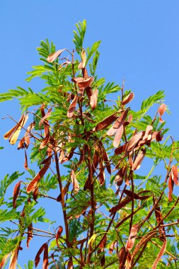 yeşil akasya gökyüzü arka plan üzerinde bırakır
