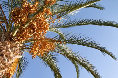 tarihleri bir palmiye ağacı doğa üzerinde büyümek