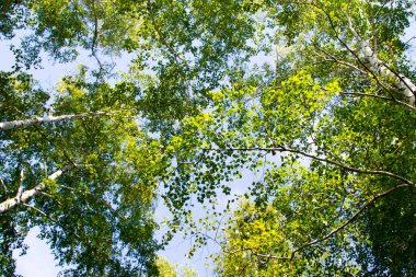 huş ağacı orman yaz doğa manzara