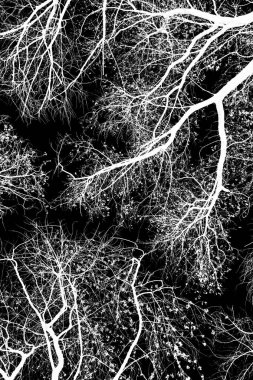 ağaç dalları siluet siyah arka plan üzerine beyaz