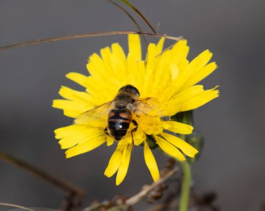 alan çiçek yakın çekim