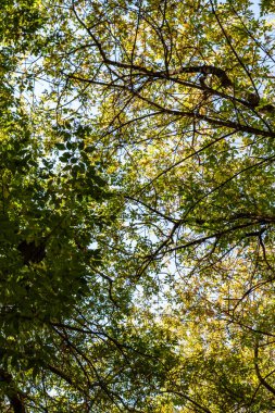 ağaç görünümünü aşağıdan gökyüzüne sonbahar manzara bırakır