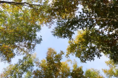 huş ağacı orman manzaralı gökyüzüne Sonbahar Doğa