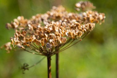 kır çiçekleri yaz manzara, doğa