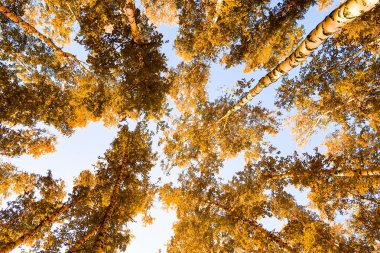 gökyüzü sonbahar arka planı sarı huş ağacı yaprakları