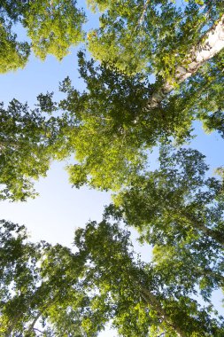 orman manzaralı aşağıdan gökyüzüne huş ağacı