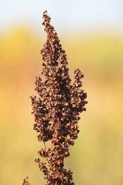 vahşi kuzukulağı doğa tohumları Kuru