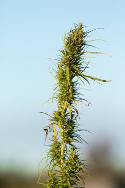 esrar yeşil bush gökyüzü arka plan üzerinde