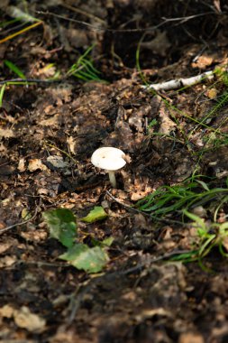 mantar orman doğa, manzara