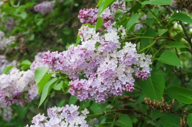 bir ağaç üzerinde parlak Lila çiçek