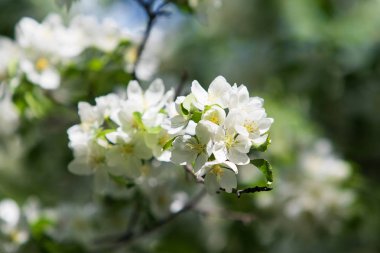elma ağacı çiçek Peyzaj doğal
