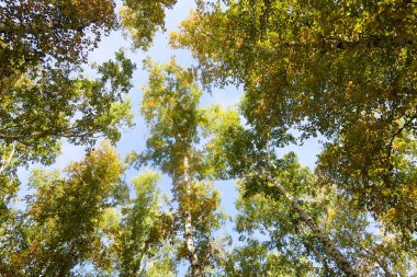 huş ağacı orman manzaralı gökyüzüne Sonbahar Doğa