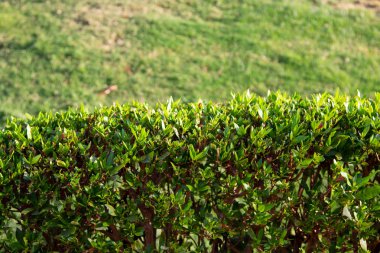 yeşil çit arka plan çay yaprakları.